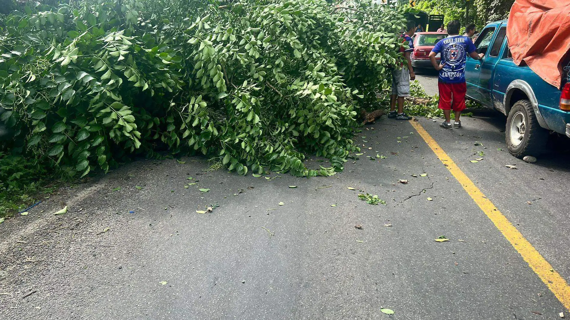 arbol caido